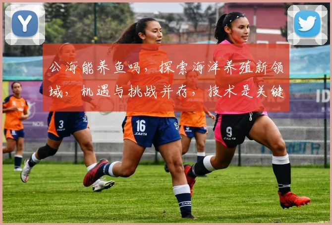 公海能养鱼吗，探索海洋养殖新领域，机遇与挑战并存，技术是关键，发展可期